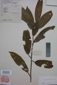 腺柄山礬 腺柄山礬