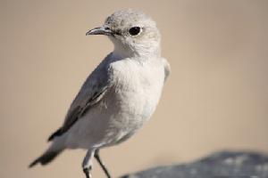 施氏岩鵖 施氏岩鵖