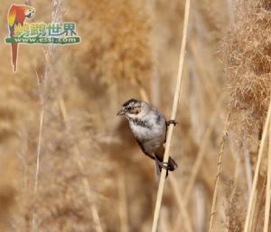 蘆鵐烏克蘭亞種 蘆鵐烏克蘭亞種