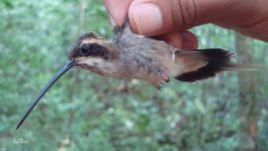 淡腹隱蜂鳥 淡腹隱蜂鳥