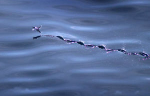 攝影師在 帝汶海拍到飛魚在水面遊走奇景 