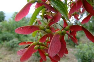 三峽槭(原變種) 三峽槭(原變種)