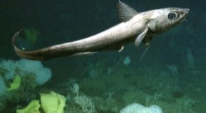 絨皮粗尾鱈 絨皮粗尾鱈