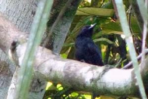 斑背蟻鳥 斑背蟻鳥