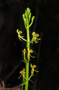 銹色羊耳蒜 銹色羊耳蒜