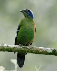 綠寬嘴鴝 綠寬嘴鴝