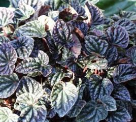 皺葉椒草 皺葉椒草