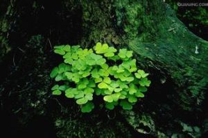 匍莖草科 匍莖草科