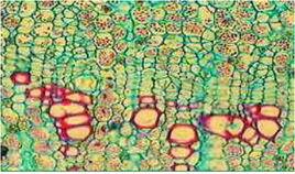 韌皮部裝載 韌皮部裝載