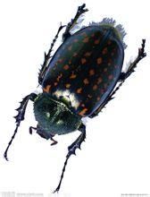 長須姬天牛 長須姬天牛