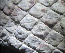 斜方薄皮木[植物]