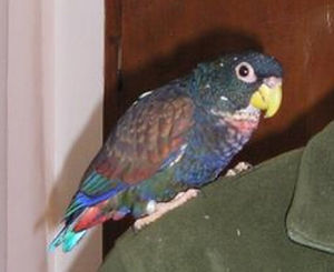 派翁尼斯鸚鵡屬 派翁尼斯鸚鵡屬