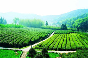 龍寺生態園 龍寺生態園