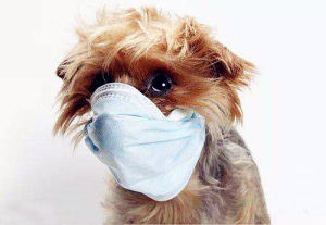 狗流感