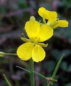 寒原薺屬 寒原薺屬