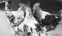 雌雄同(嵌)體的“瘋克雞”