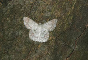 粉尺蛾 粉尺蛾
