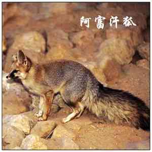 阿富汗狐 阿富汗狐