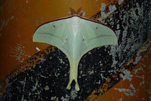 天蠶蛾科 天蠶蛾科