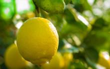 柏梓鎮綠色有機檸檬
