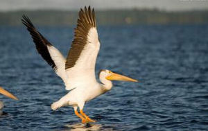 美洲白鵜鶘 美洲白鵜鶘