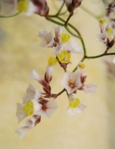 子宮草屬 子宮草屬