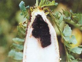 蘿蔔黑腐病 蘿蔔黑腐病