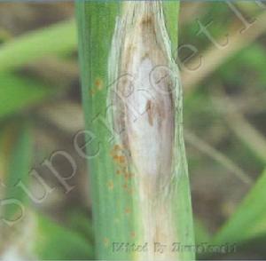 大蒜紫斑病 大蒜紫斑病