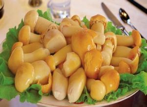 鴿蛋滑子菇 鴿蛋滑子菇