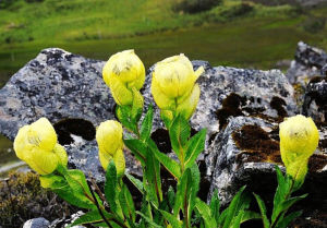 濱海斑鳩菊 濱海斑鳩菊