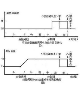 細胞周期 細胞周期