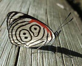 渦蛺蝶屬 渦蛺蝶屬