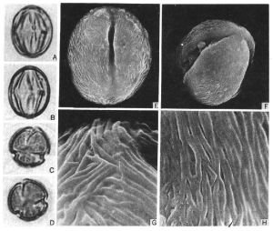 獨根草屬 獨根草屬