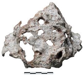 吳氏埃爾金龍 吳氏埃爾金龍