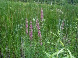 清熱涼血 清熱涼血