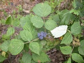 委陵懸鉤子 委陵懸鉤子