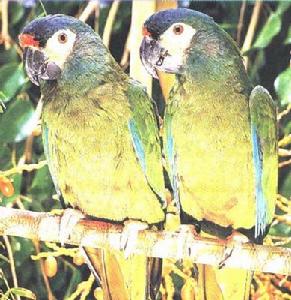 伊力格氏金剛鸚鵡