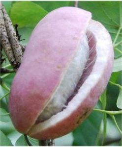 三葉木通 三葉木通