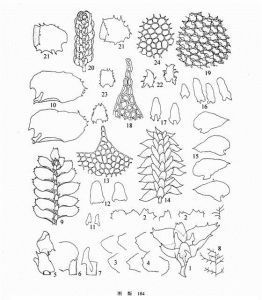 毛緣光萼苔 毛緣光萼苔