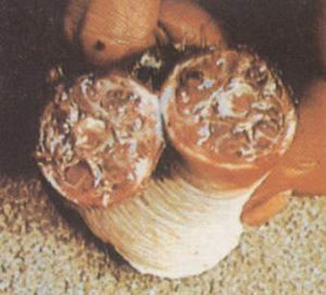 豬異嗜癖咬斷的豬尾巴