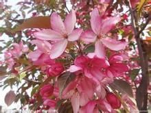 紫花海棠 紫花海棠