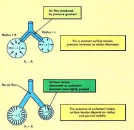 肺泡表面活性物質 肺泡表面活性物質