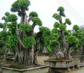 花木之鄉 花木之鄉