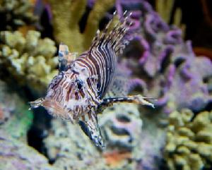 短獅子魚 短獅子魚