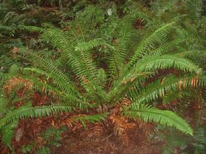 絹毛蛾眉蕨（變種）