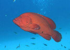 紅九棘鱸 紅九棘鱸