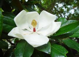 廣玉蘭[木蘭科木蘭屬植物]