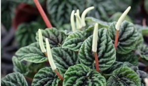 皺葉杜莖山 皺葉杜莖山