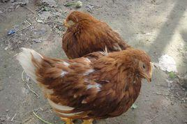 非典型新城疫 非典型新城疫