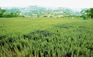 西安德施普水蘇糖澤蘭種植基地